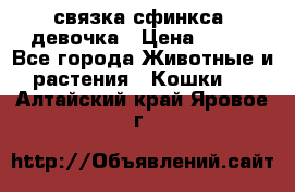 связка сфинкса. девочка › Цена ­ 500 - Все города Животные и растения » Кошки   . Алтайский край,Яровое г.